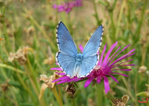 Papillon bleu